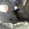 ANTS YEET