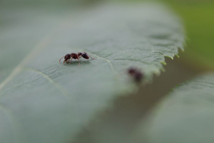 Myrmica sp.