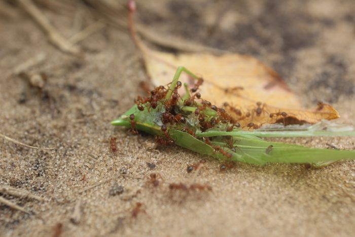 Myrmica cf. fracticornis