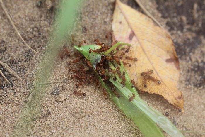 Myrmica cf. fracticornis