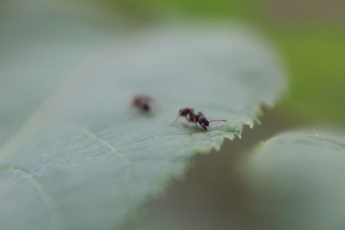 Myrmica sp.