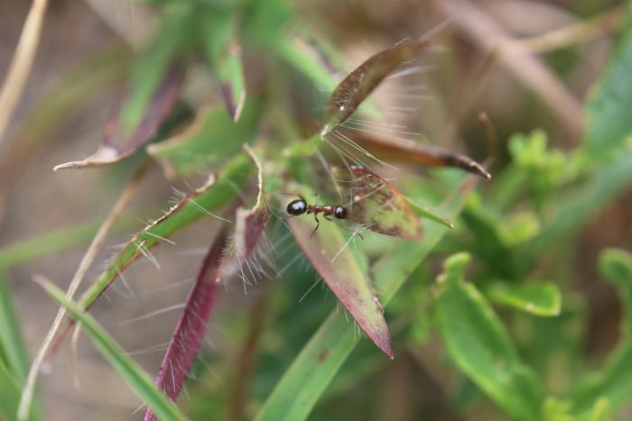 Formica vinculans