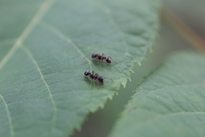 Myrmica sp.