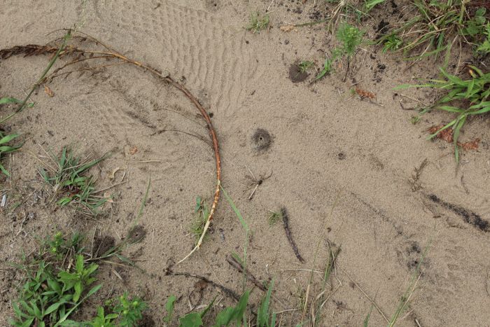 Pheidole pilifera hills