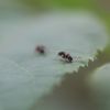 Myrmica sp.