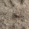 Formica sp.