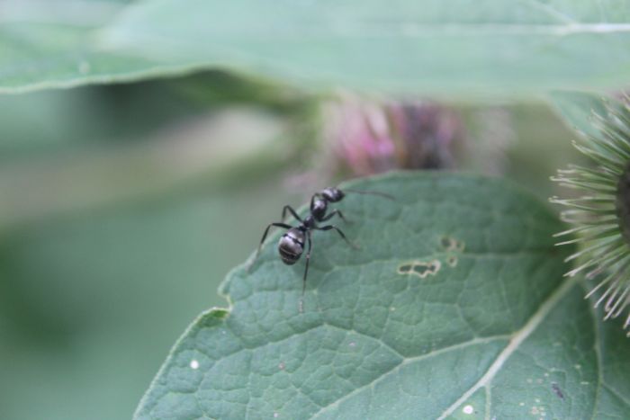 Formica subsericea