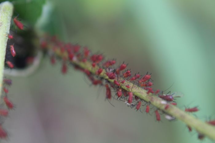 Aphids