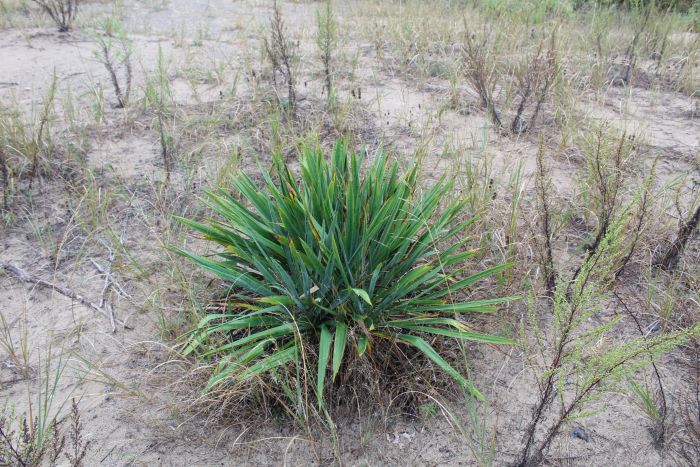 Plant at Kenosha Sand Dunes