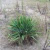 Plant at Kenosha Sand Dunes