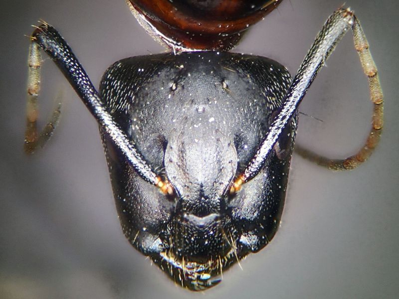 female 03 female 03