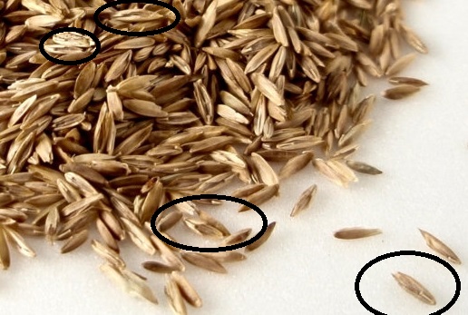 kentucky bluegrass Poa pratensis seeds batholith wikimedia 1466x1100