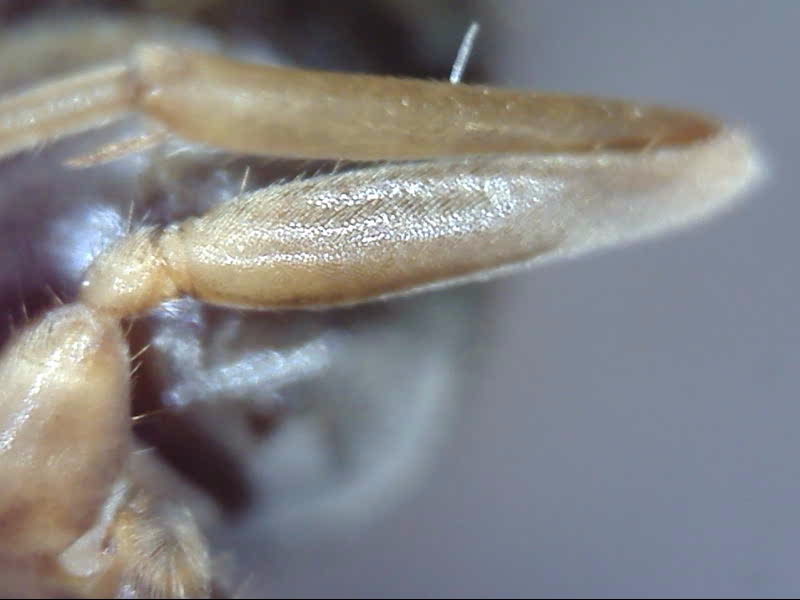 Lasius crypticus