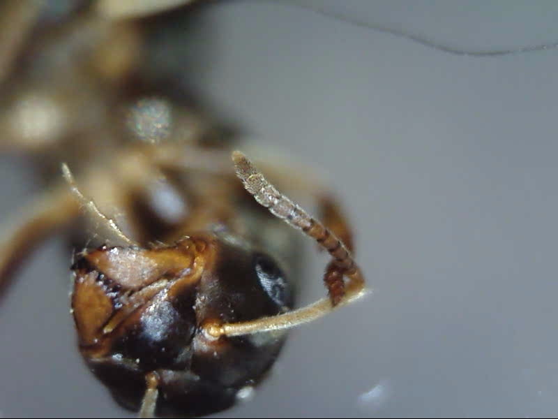 Lasius crypticus