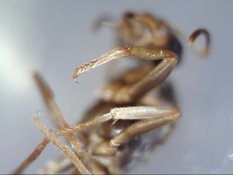 Lasius crypticus