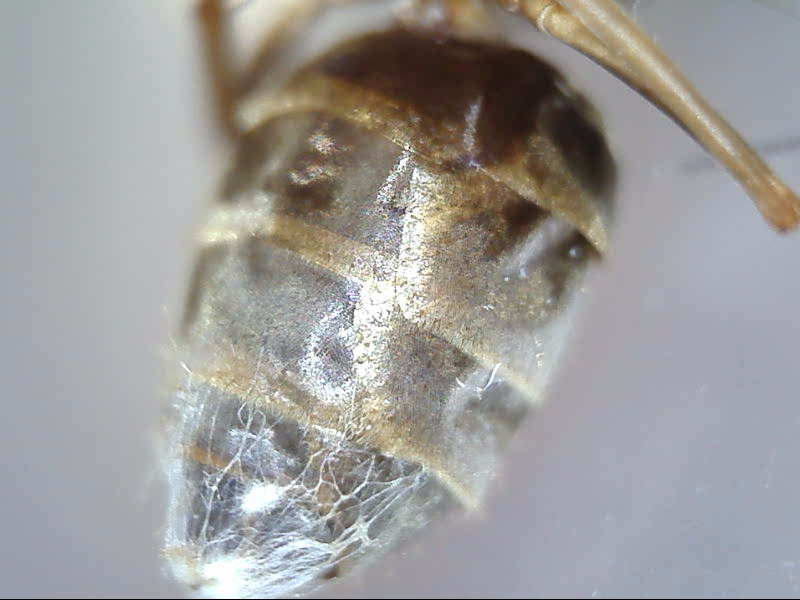 Lasius crypticus