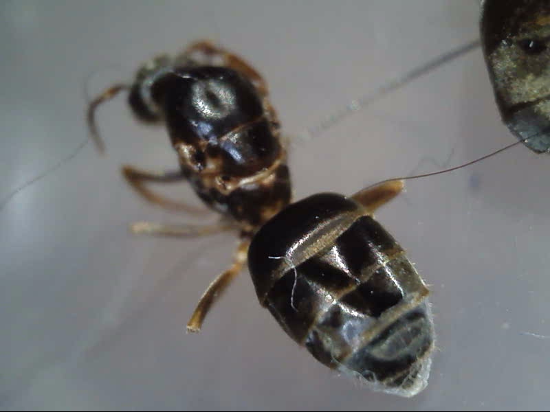 Lasius crypticus