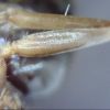 Lasius crypticus