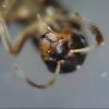 Lasius crypticus