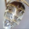 Lasius crypticus