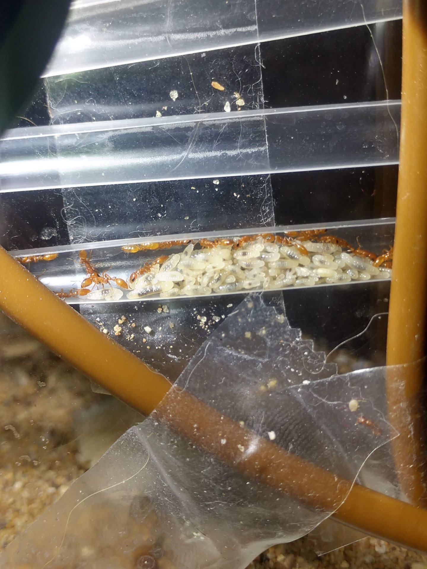 Pseudomyrmex pallidus brood