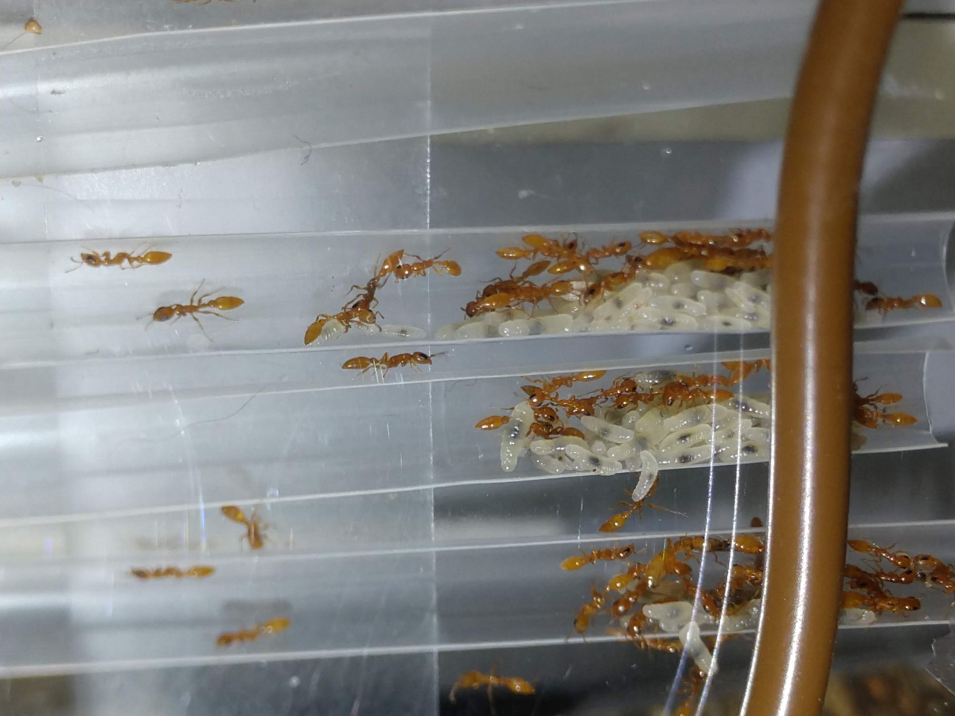 Pseudomyrmex pallidus brood