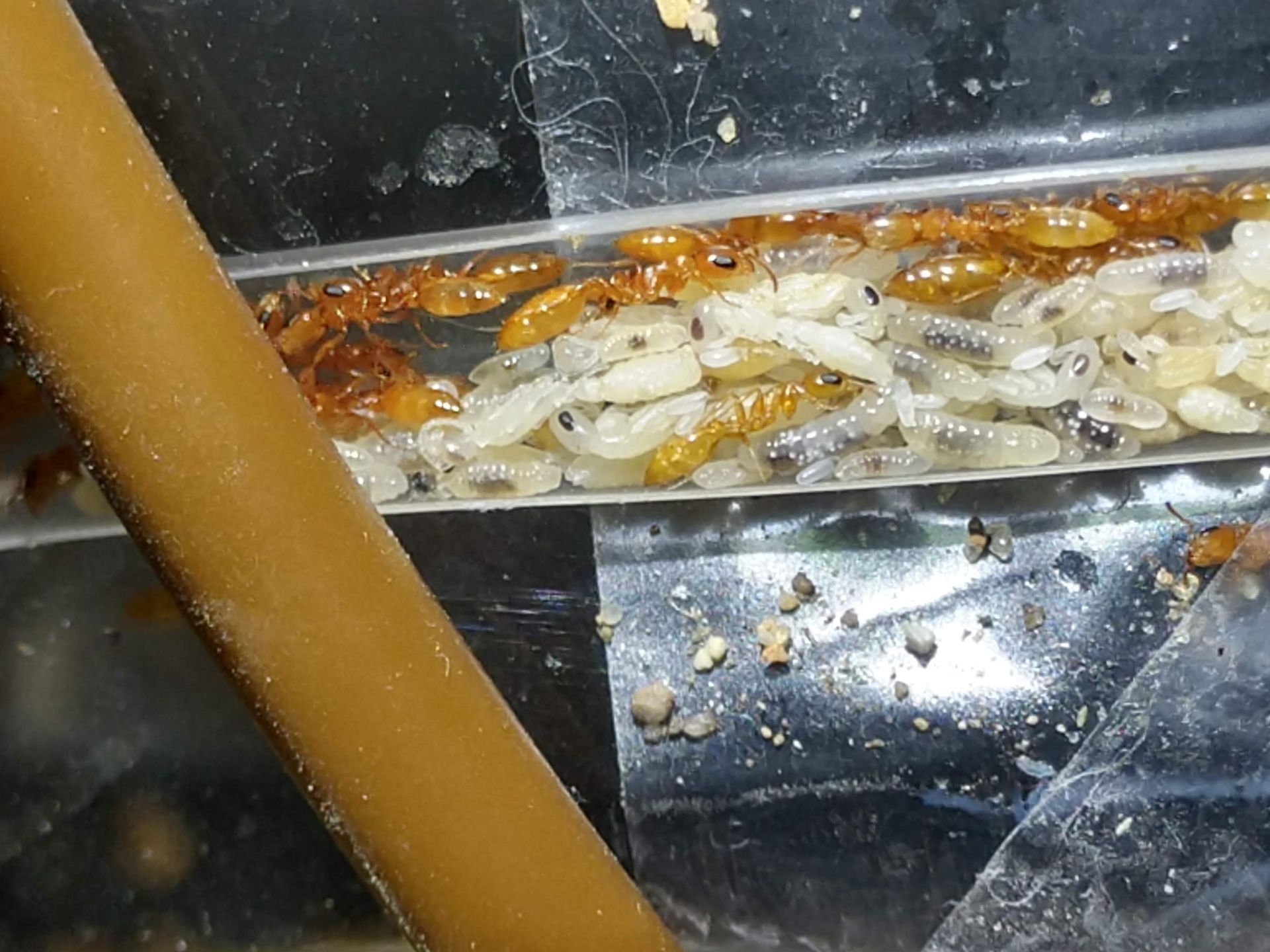 Pseudomyrmex pallidus queen alate pupa