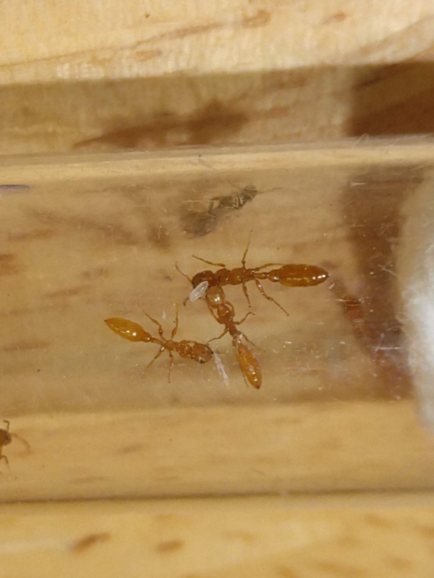 Pseudomyrmex pallidus queen