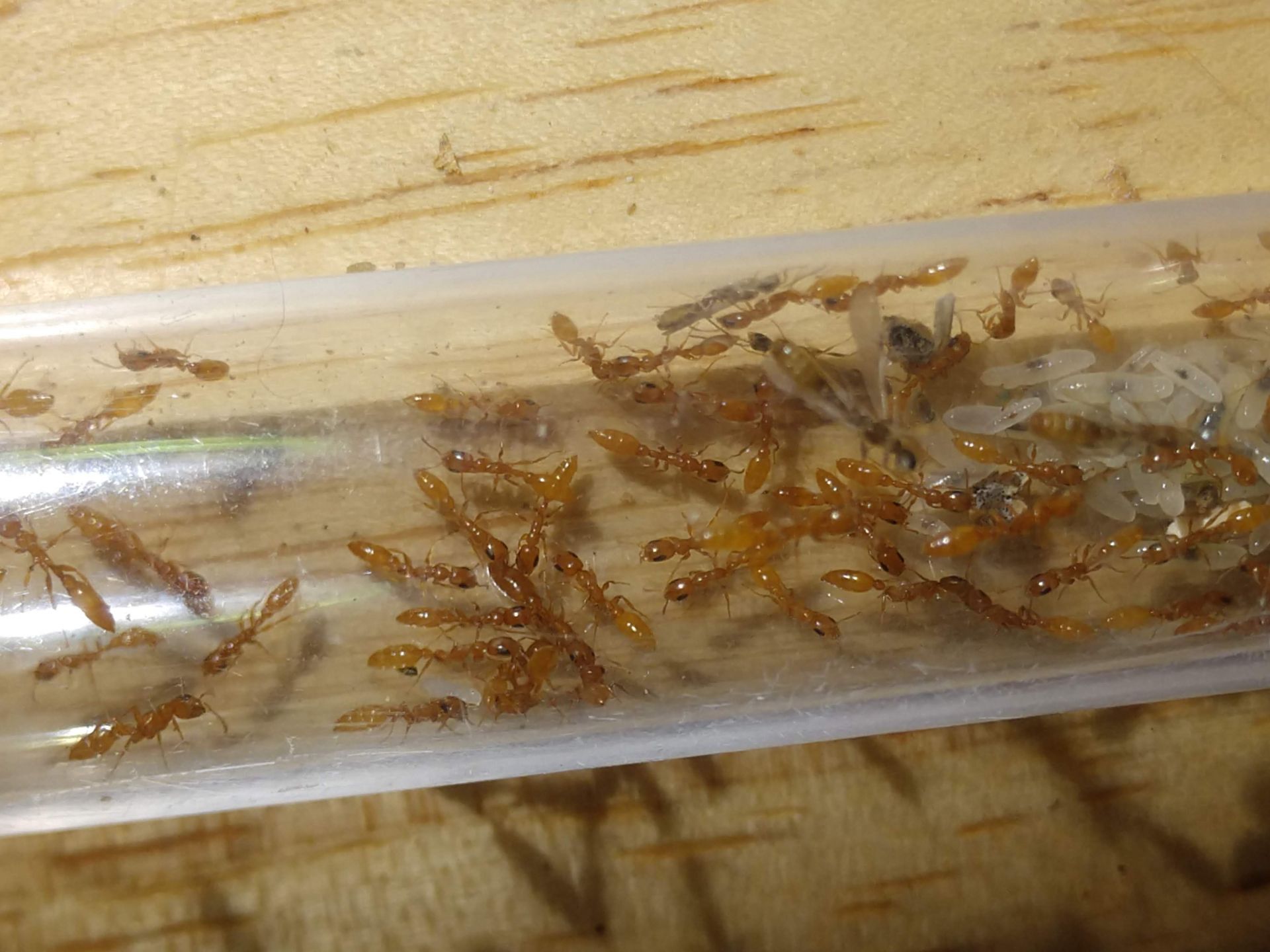 Pseudomyrmex pallidus queen grooming