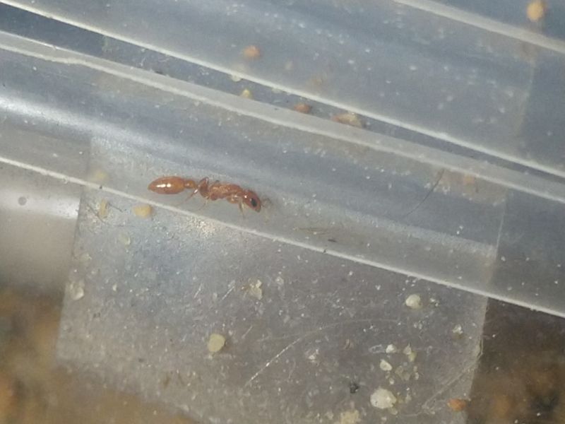 New Pseudomyrmex queen