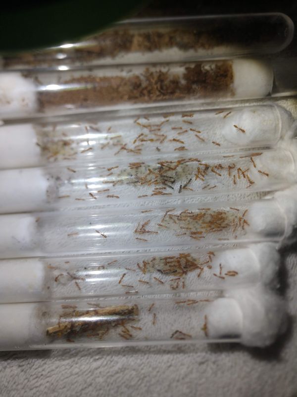 Pseudomyrmex pallidus colony