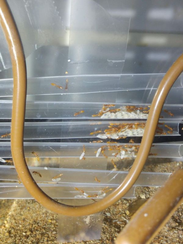 Pseudomyrmex pallidus captive nest