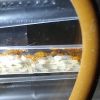 IPseudomyrmex pallidus queen