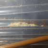 Pseudomyrmex pallidus satellite nest