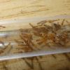 Pseudomyrmex pallidus queen grooming