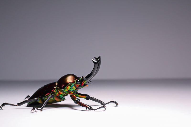 Rainbow stag beetle male