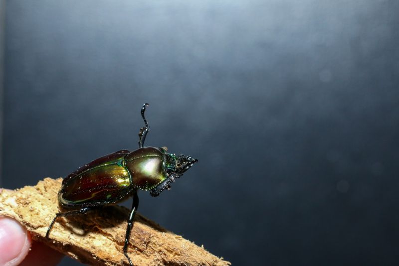 Rainbow stag beetle dabbing