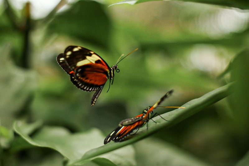 Butterflies courting