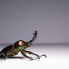Rainbow stag beetle male