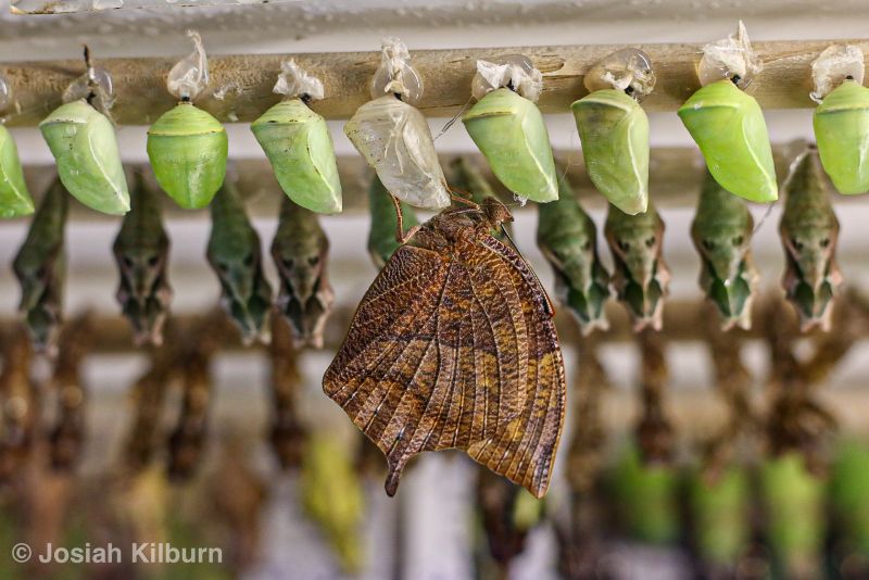 Butterfly nursery