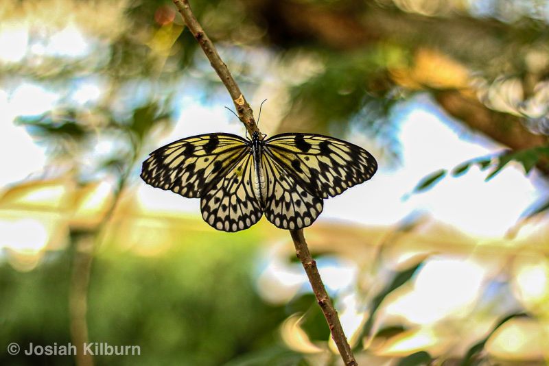 Paper kite butterfly