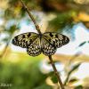 Paper kite butterfly