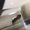 Camponotus