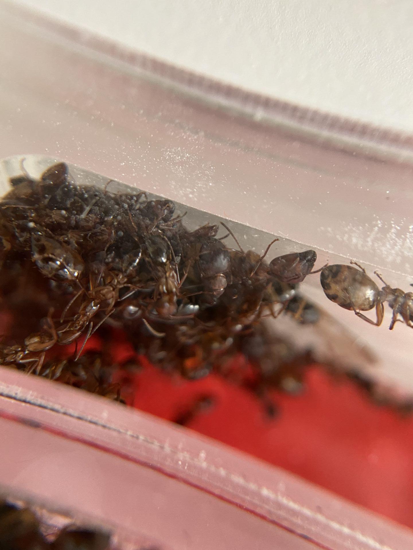 Camponotus 3