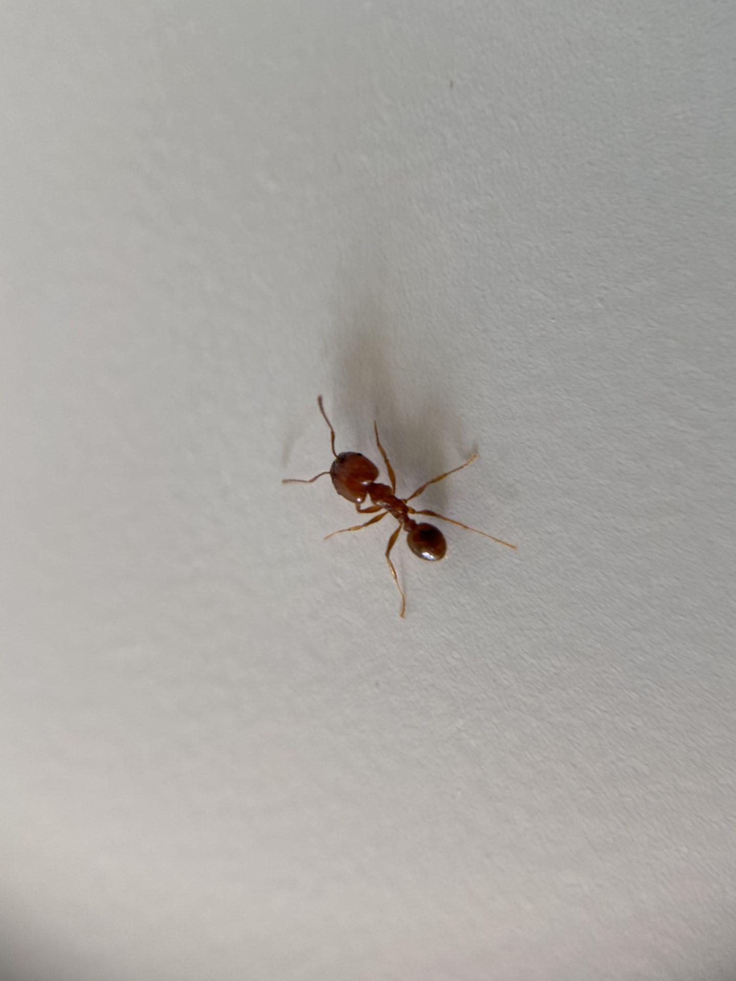 Pheidole Dentata 2