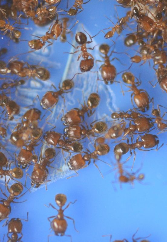 Pheidole Dentata 1