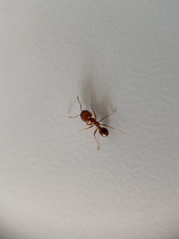 Pheidole Dentata 2