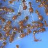 Pheidole Dentata 1