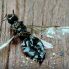 dead crematogaster