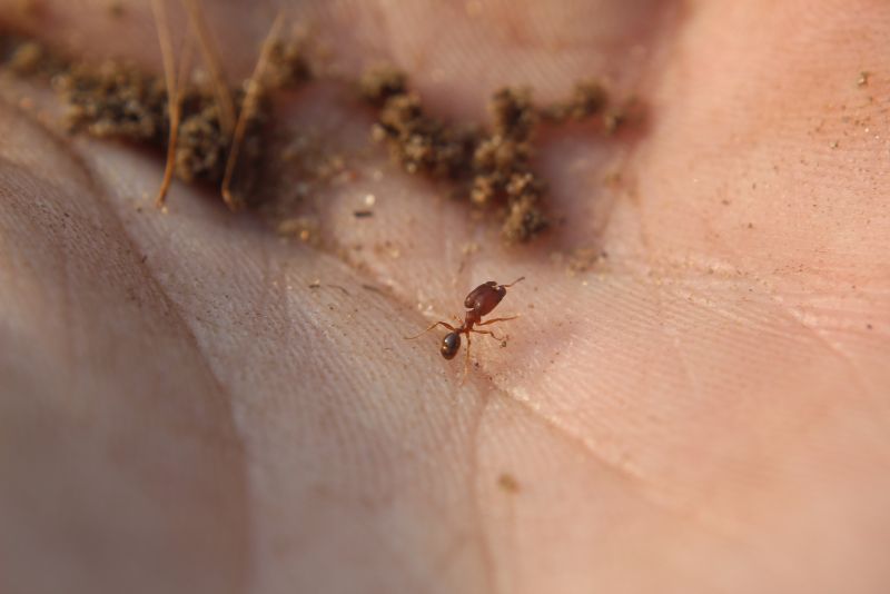 Pheidole pilifera major